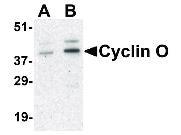 Western Blot of Cyclin O Antibody